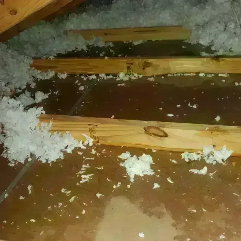 Attic Water Damage in Brighton, IL