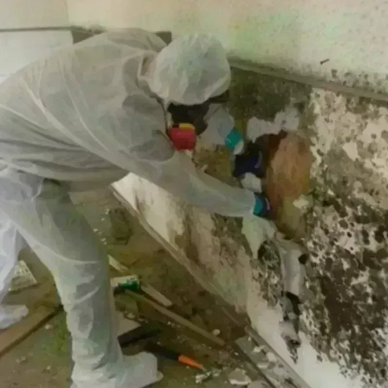 Mold Remediation and Removal in Brighton, IL